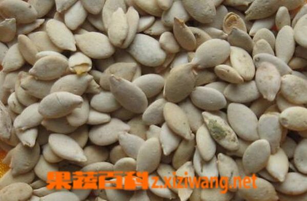 果蔬百科冬瓜籽