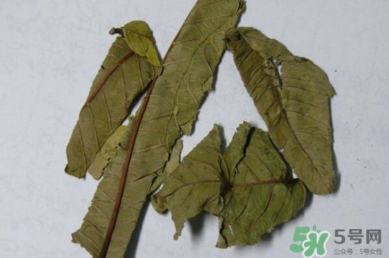 番石榴葉茶怎么做？番石榴葉茶的副作用