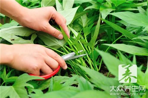 番石榴葉的功效