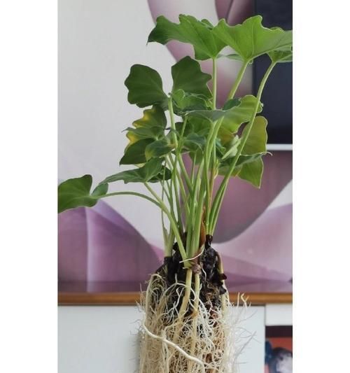 木瓜樹的根系探秘（探究木瓜樹根系的特點(diǎn)及其發(fā)達(dá)程度）