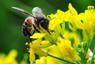 香蕉蜂蜜減肥法