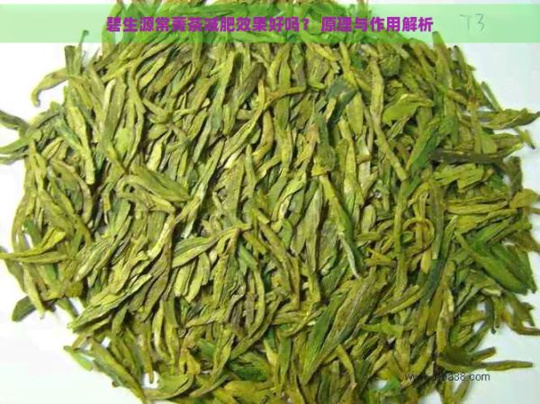 碧生源常菁茶減肥效果好嗎？ 原理與作用解析