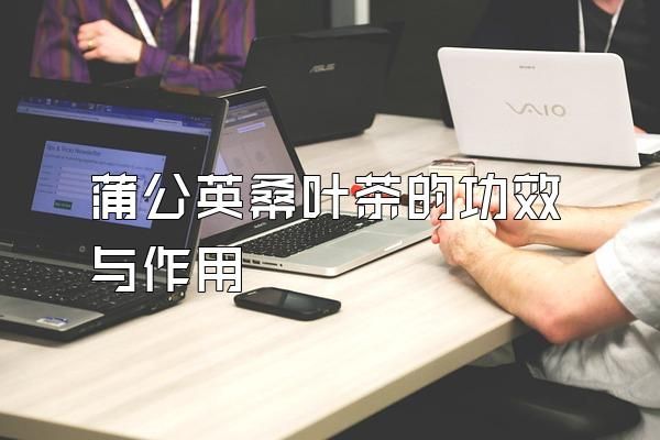 蒲公英桑叶茶的功效与作用