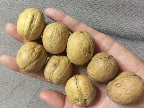 核桃分心木怎么吃最好