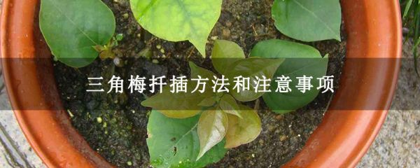 三角梅扦插方法和注意事項