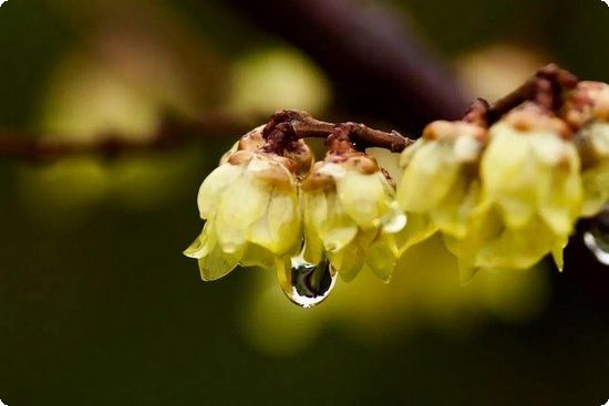 抑制糖分吸收吉姆奈玛茶可减肥