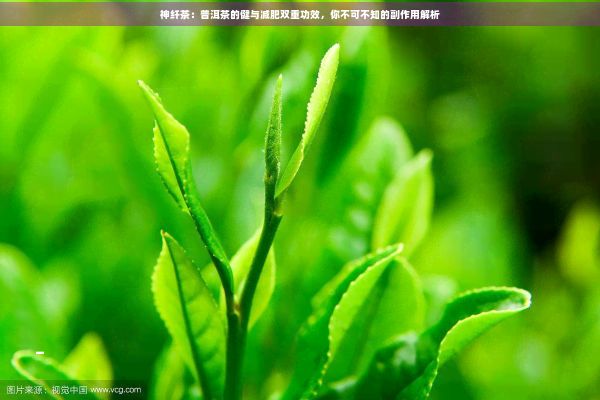 神纤茶：普洱茶的健与减肥双重功效，你不可不知的副作用解析