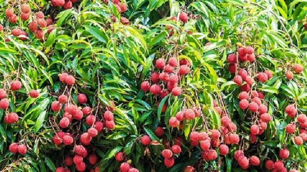 时尚饮品苹果醋减肥法 月减5斤