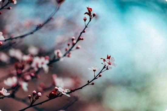 蜂蜜水减肥法 选对茶饮助瘦身