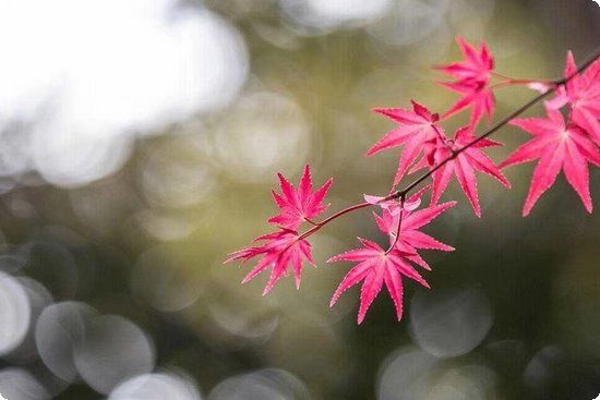 达人分享一日步行减肥计划表