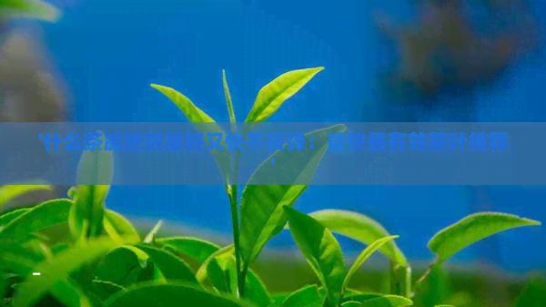 '什么茶減肥效果好又快不反彈：最快最有效茶葉推薦'