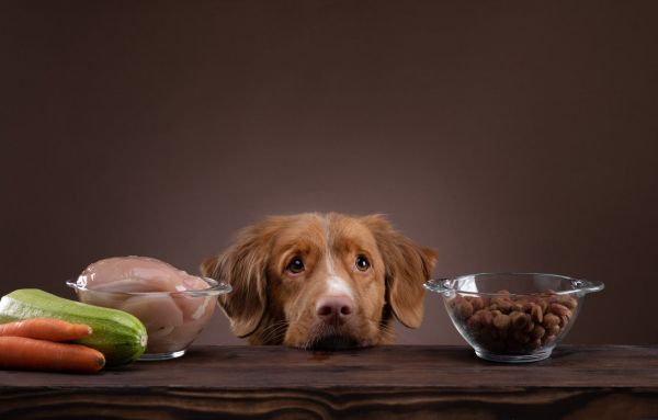 狗狗盐分摄入 Dog salt intake