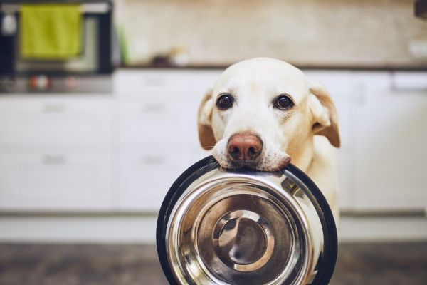 狗狗盐分摄入 Dog salt intake1