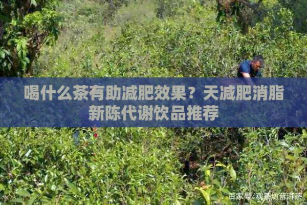 喝什么茶有助減肥效果？天減肥消脂新陳代謝飲品推薦