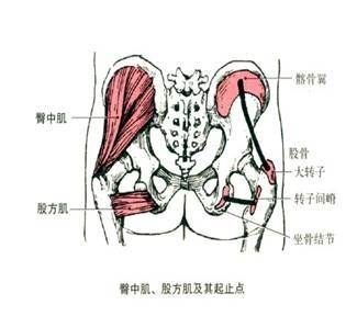 臀中肌和臀小肌的解剖