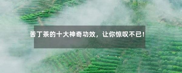 苦丁茶的十大神奇功效，让你惊叹不已！-第1张-绿茶-凤凰单丛茶网