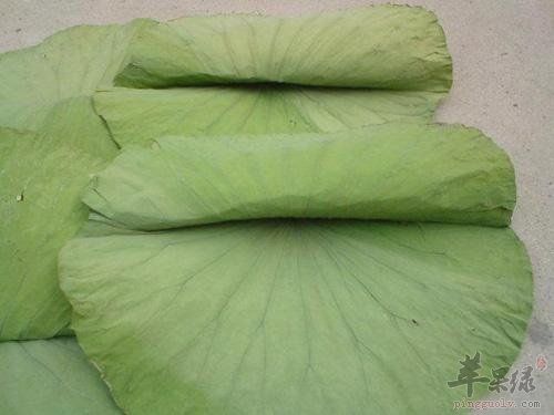 荷葉的藥用價(jià)值 幫助祛濕排毒防病