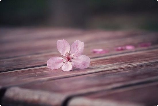 芦荟番茄汤减肥健康食谱燃脂瘦身还去燥