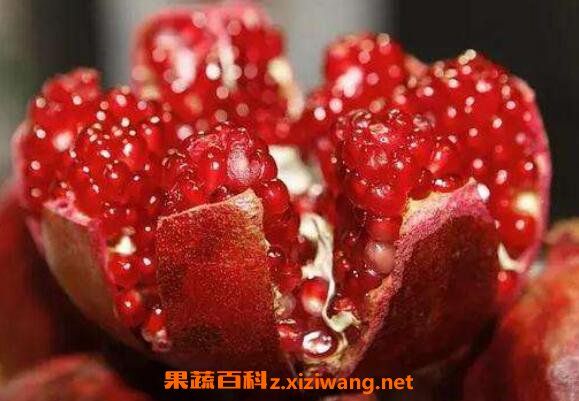 紅石榴的功效與作用及副作用