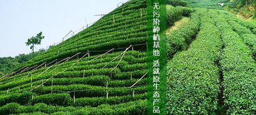 無污染種植基地生活就是原生態(tài)