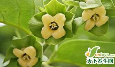 一個(gè)柿子=六味藥