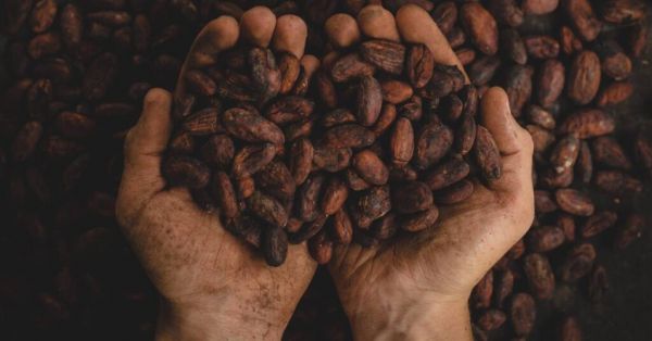 granos de cacao en unas manos