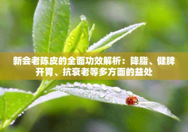 新会老陈皮的全面功效解析：降脂、健脾开胃、抗衰老等多方面的益处