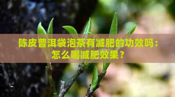 陈皮普洱袋泡茶有减肥的功效吗：怎么喝减肥效果？