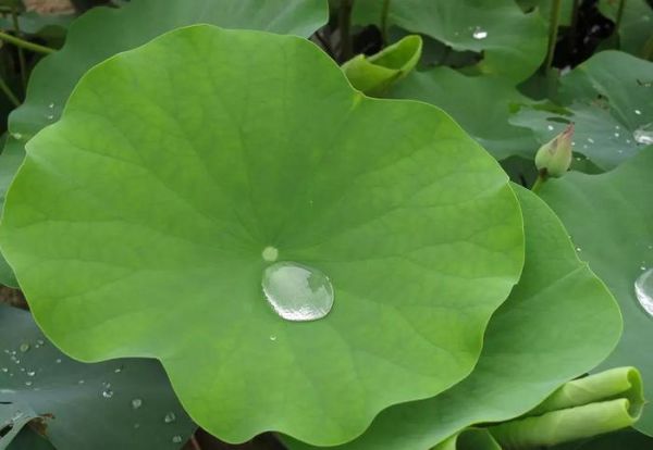 陳皮和它一起泡，堅(jiān)持天天喝一杯，體內(nèi)濕氣全消，還能減肥美容