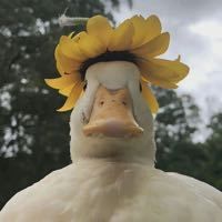 頭像