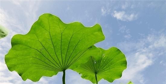 荷葉泡水的功效與方法（荷葉茶的健康之道）