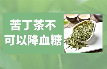 苦丁茶可以降血壓血脂嗎 苦丁茶能降高血糖嗎