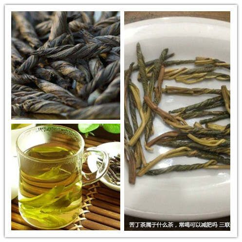 苦丁茶屬于什么茶，常喝可以減肥嗎 三聯