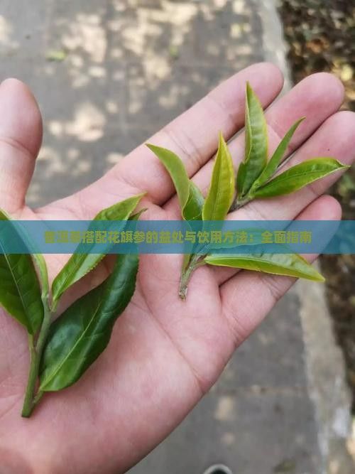普洱茶搭配花旗參的益處與飲用方法：全面指南