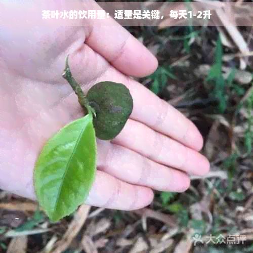 茶葉水的飲用量：適量是關(guān)鍵，每天1-2升