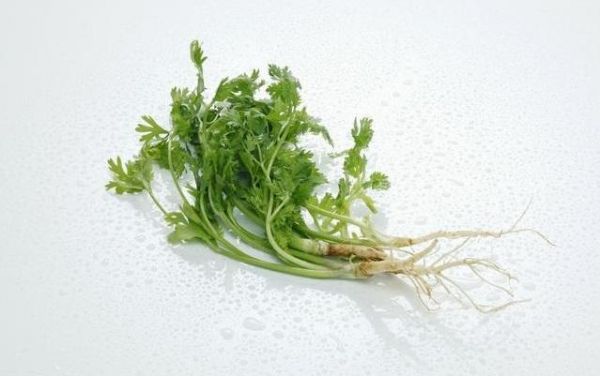 香菜根煮水喝对身体有什么好处？看看药学专家怎么说