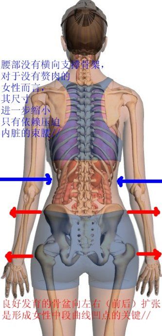 腰部曲线，女性身体又一个严重的认知误区！