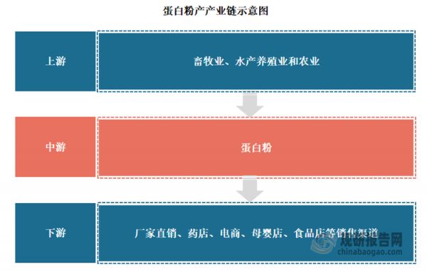 蛋白粉產(chǎn)業(yè)鏈上游為畜牧業(yè)、水產(chǎn)養(yǎng)殖業(yè)和農(nóng)業(yè)，它們?yōu)榈鞍追坌袠I(yè)提供了絕大部分原材料，但是因為三個行業(yè)細分行業(yè)較多，行業(yè)內(nèi)部競爭激烈，對于下游沒有議價權(quán)，而且行業(yè)內(nèi)部替代品眾多，因此對于蛋白粉行業(yè)的發(fā)展影響有限。產(chǎn)業(yè)鏈下游為廠家直銷、藥店、電商、母嬰店、食品店等銷售渠道。