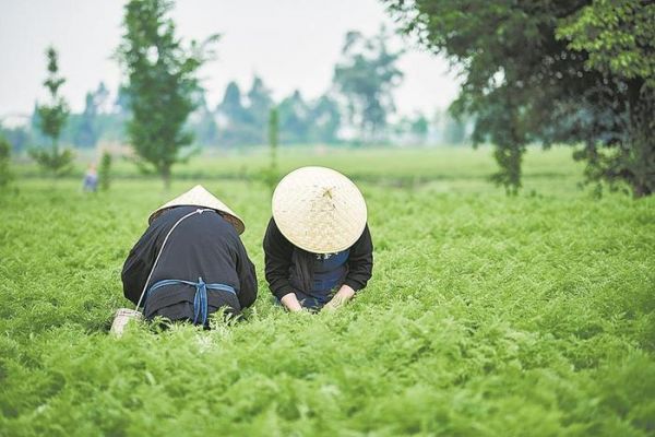  彭州市川芎示范基地