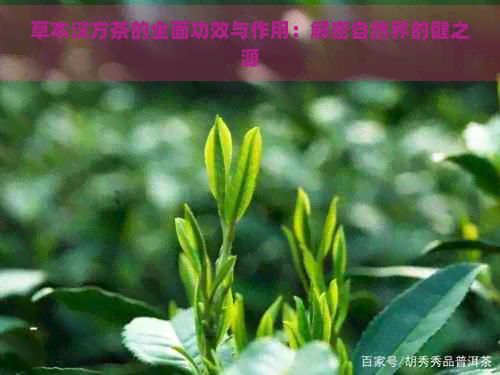 草本汉方茶的全面功效与作用：解密自然界的健之源