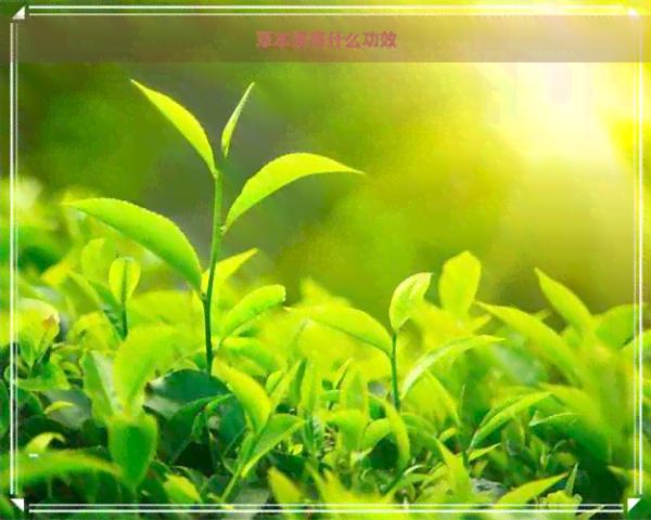 草本茶有什么功效