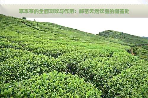 草本茶的全面功效與作用：解密天然飲品的健益處