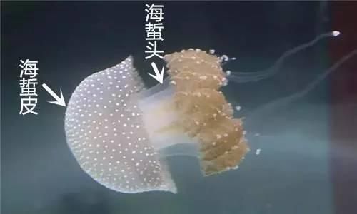咸入腎，咸味食物善養(yǎng)腎，多吃這幾種補(bǔ)腎強(qiáng)腰，強(qiáng)壯骨骼