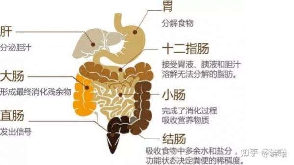 练什么可以瘦肚子_瘦肚子跟练_瘦肚子练肌肉