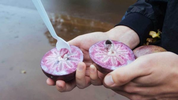 16种营养丰富，美味可口的紫色食物