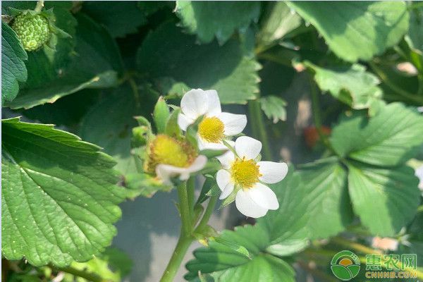 草莓種植與管理技術(shù)-圖片版權(quán)歸惠農(nóng)網(wǎng)所有