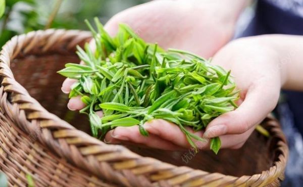喝烏龍茶有哪些好處？烏龍茶的功效有哪些？(2)