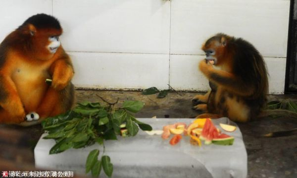 工业冰块嘉兴,,冰块供应商