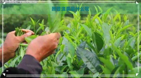 熟普洱茶是什么呢