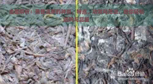 全面解析：熟普洱茶的種類、特點(diǎn)、功效與泡法，助你輕松選購與品鑒